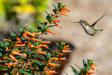 Fototapeta premium hummingbird in flight