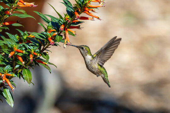 bird of paradise