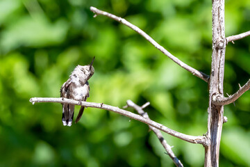 bird on a branch © Eric