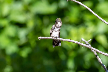 hummingbird on flower © Eric