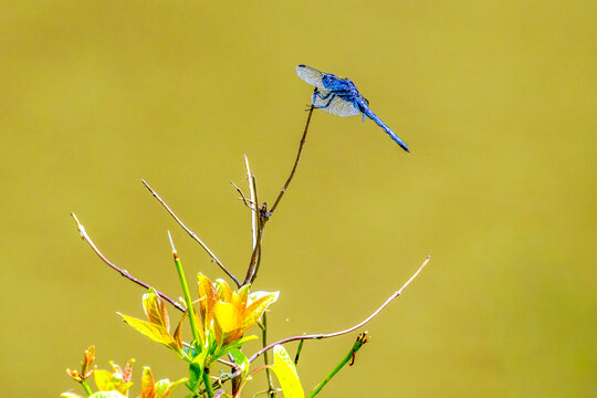 dragonfly on a flower