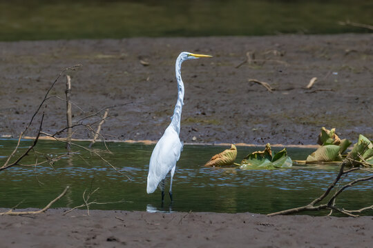 snowy egret
