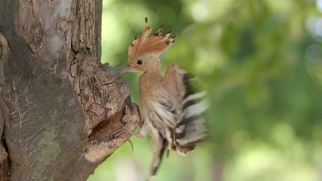 Eurasian hoopoe bird feeding its chick inside a tree hollow nest in a natural forest habitat