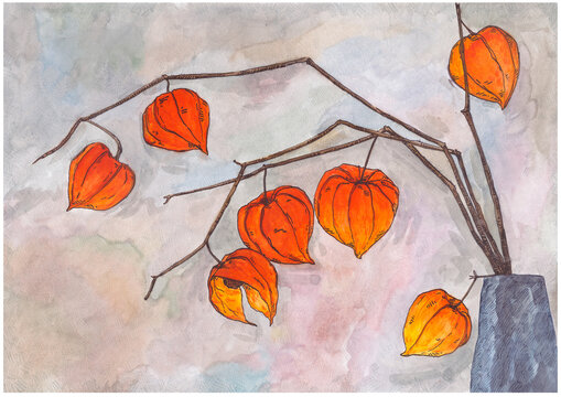 Watercolor dried physalis drawing
