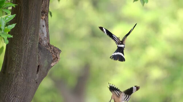 Eurasian hoopoe bird flying to its nest hole in a tree trunk during a sunny spring day