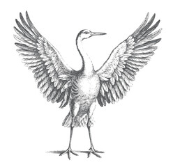 Fototapeta premium Crane bird in flight with wings spread wide in vintage engraved illustration. 
