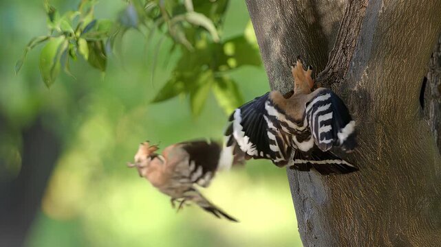 Hoopoe bird feeding chicks in a tree hole nest during a sunny spring day in the wild