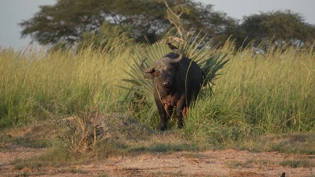 African buffalo grazing in grassland in Uganda