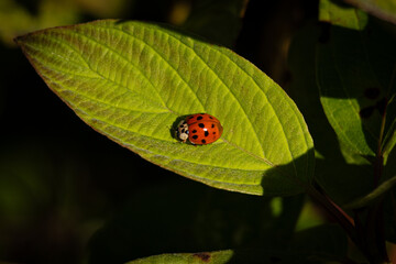 bright red coloured lady bug with black spots on broad green leaf in garden sunlight © Dorothy