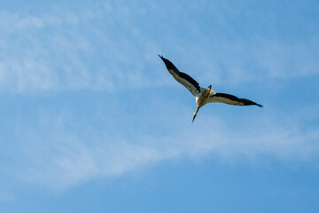 Obraz premium Ciguenas flying in a clear blue sky during day