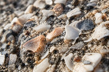 Fototapeta premium Scatter of crushed shell fragments pressed into beach sand with pale broken edges catching the light