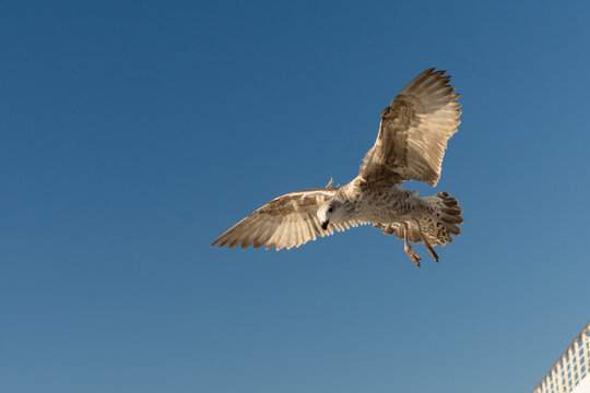 Primer plano de una gaviota joven volando con las alas extendidas bajo un cielo azul despejado y soleado.