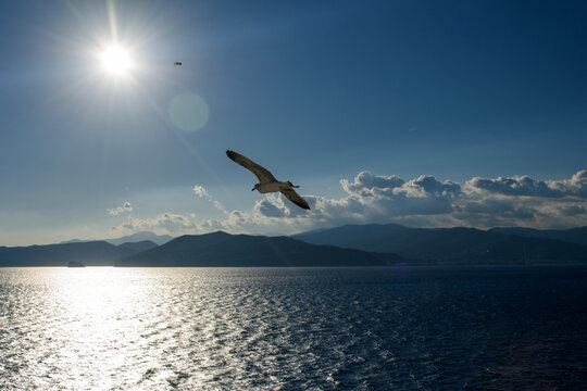 Gaviota volando sobre el mar resplandeciente con monta&ntilde;as al fondo bajo un sol brillante y cielo azul. Imagen con destello.