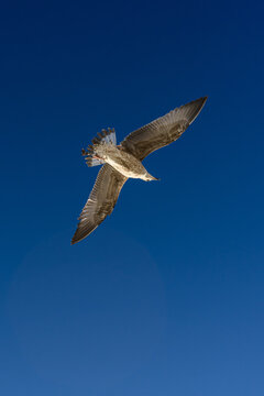 Vista inferior de una gaviota volando alto en un cielo azul intenso, con un sutil destello de lente.