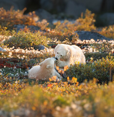 close up of 2 polar bear cubs playing in their natural environment in canada, showing highlights of the autumn colors of the tundra, yellow, orange, green, and red. © Karen