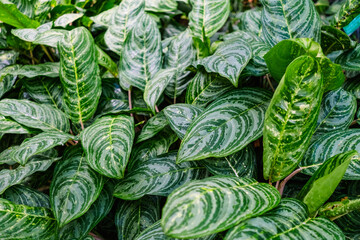 Fototapeta premium Green leaves background for design projects