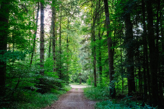 Pathway through a lush European forest