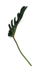Philodendron xanadu leaf png element, transparent background © Rawpixel.com