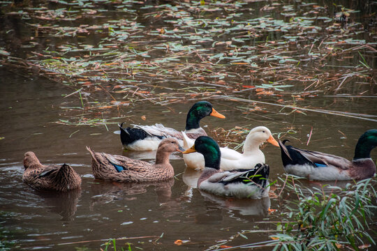 ducks in the lake