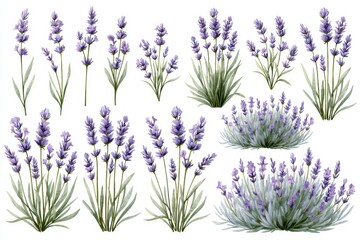 Fototapeta premium Set of lavender flowers and bushes isolated on white background