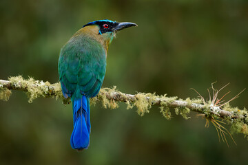 Fototapeta premium Andean Motmot, Momotus aequatorialis -- alert bird on moss-covered branch, head turned to show turquoise crown and red eye, long racket-tipped tail hanging in Colombian Andean cloud forest