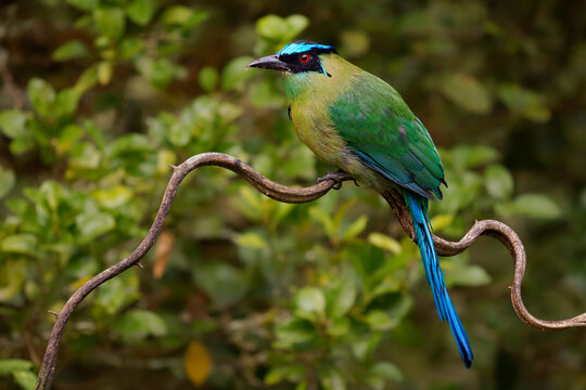 Andean Motmot, Momotus aequatorialis -- colorful bird perched on twisted liana vine, showing off its long racket-tipped tail and turquoise crown in Colombian Andean cloud forest