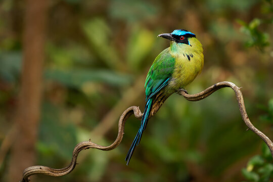 Andean Motmot, Momotus aequatorialis -- striking bird on twisted liana vine, showing complete racket-tipped tail and turquoise crown stripe against green Colombian Andean cloud forest background