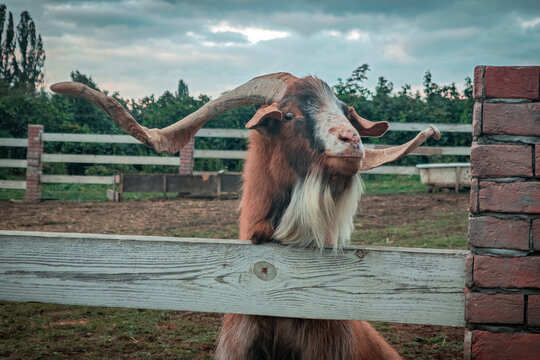 goat on a farm