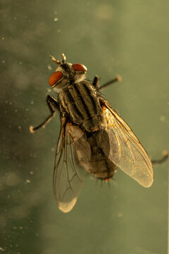 Fly close up