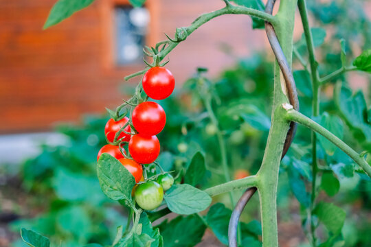 Cherry tomatoes ripening on the plant