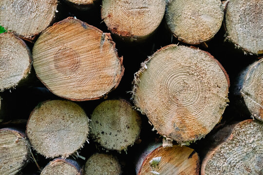 Wood logs stacked in a lush forest for timber use