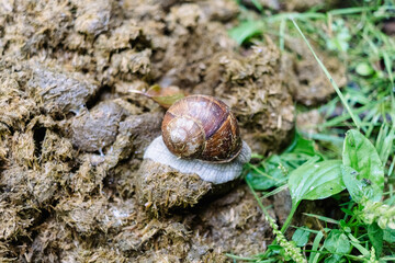 Snail eating waste on animal manure in nature © Road Red Runner