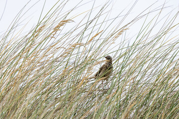 Obraz premium Meadow Pipit in Dune Grass
