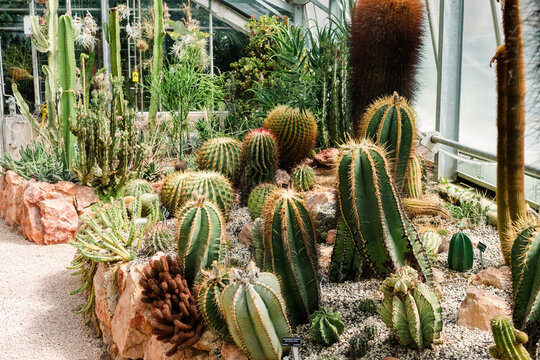 Cacti in a greenhouse adapted to dry climates
