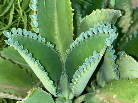 Mother of Thousands  Kalanchoe species, likely Kalanchoe laetivirens or Kalanchoe daigremontiana