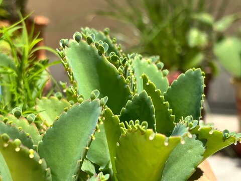 Mother of Thousands  Kalanchoe species, likely Kalanchoe laetivirens or Kalanchoe daigremontiana