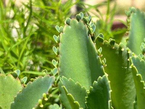 Mother of Thousands  Kalanchoe species, likely Kalanchoe laetivirens or Kalanchoe daigremontiana
