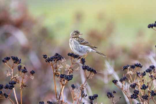 Meadow Pipit on Seed Heads