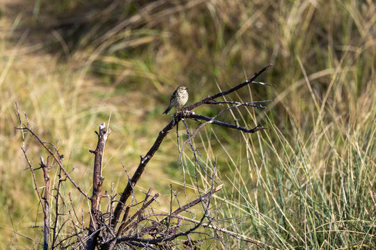 Meadow Pipit Perched on a Branch