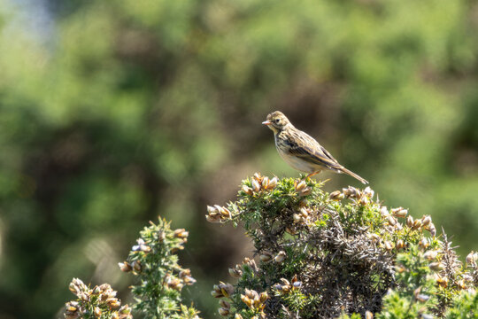 Meadow Pipit Perched on Gorse
