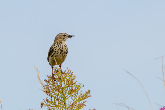 Meadow Pipit Perched with Prey