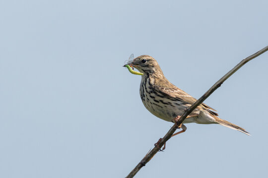 Meadow Pipit with a Caterpillar