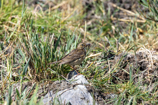Meadow Pipit with an Insect