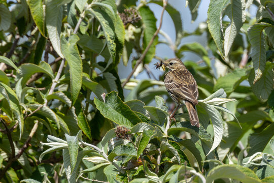 Meadow Pipit with Prey