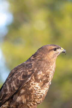 Common buzzard (Buteo buteo) photographed in Spain