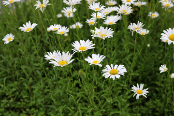 Fototapeta premium Oxeye daisies with white petals and yellow centers.