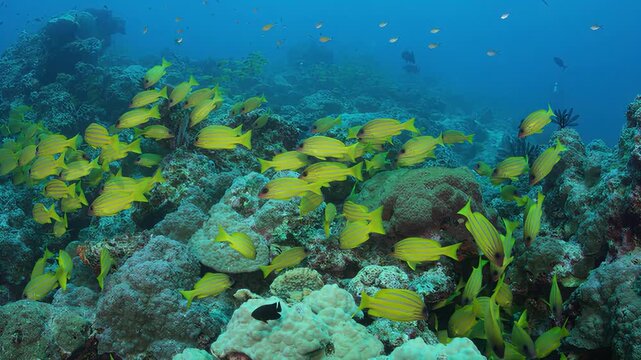 Vibrant school of yellow striped snapper fish swimming over a tropical coral reef underwater