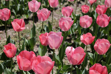 Fototapeta premium Beautiful tulips blooming in a garden bed.