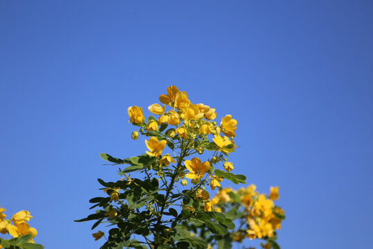 Yellow Senna surattensis flowers blooming against sky