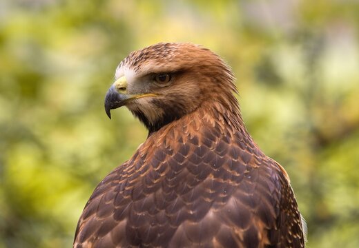 Portrait of a bird of prey